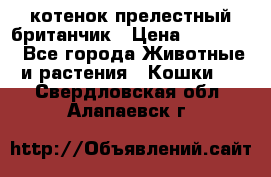 котенок прелестный британчик › Цена ­ 12 000 - Все города Животные и растения » Кошки   . Свердловская обл.,Алапаевск г.